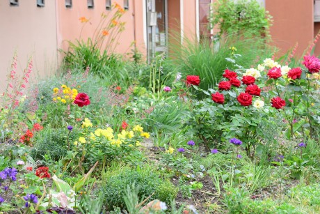 „Virágosabb, zöldebb Székesfehérvárért” - október 15-től lehet pályázni növényekre